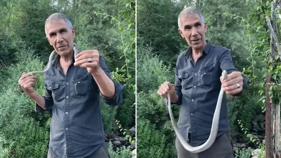 Bir ısırığı hayatına mal olabilecekken, onu boynuna doladı
