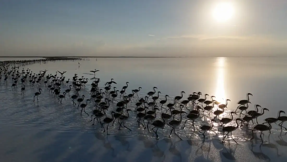 Flamingo cenneti alarm veriyor: Bu sefer pembe misafirleri gelmedi