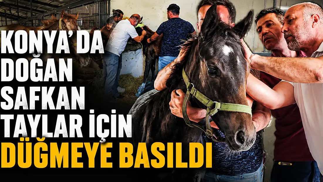 Konya’da doğan safkan taylar için düğmeye basıldı