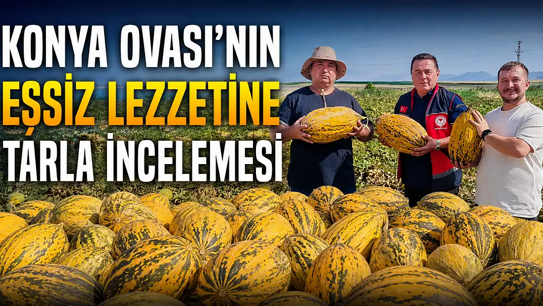 Konya Ovası’nın eşsiz lezzetine tarla incelemesi
