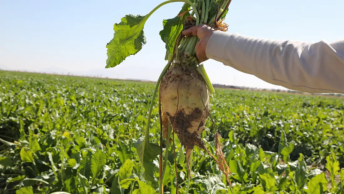 Konya Şeker’den üreticiye dev destek: Tam 12 milyar TL!