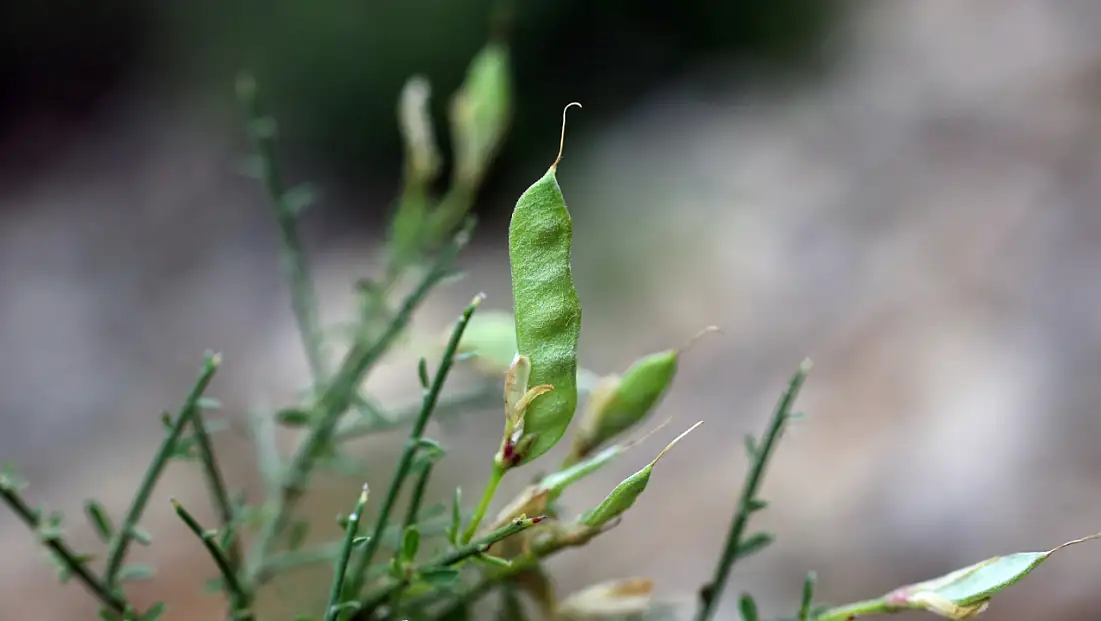 Selçuk Üniversitesi emekli öğretim üyesinden bilim dünyasını heyecanlandıran keşif