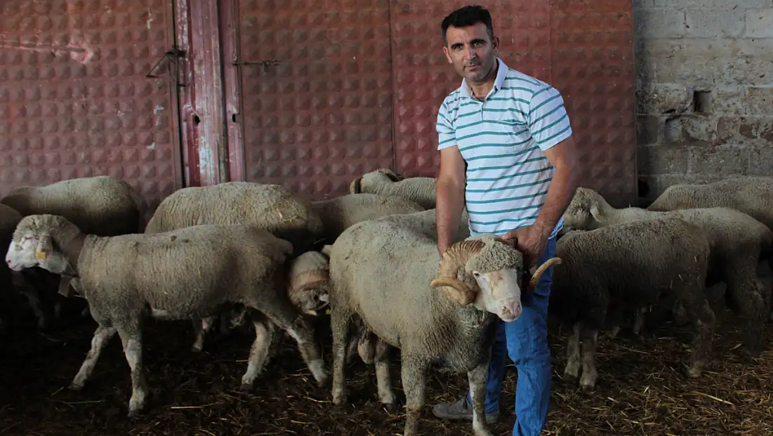 Milyonluk koçun yavruları Konya yolcusu