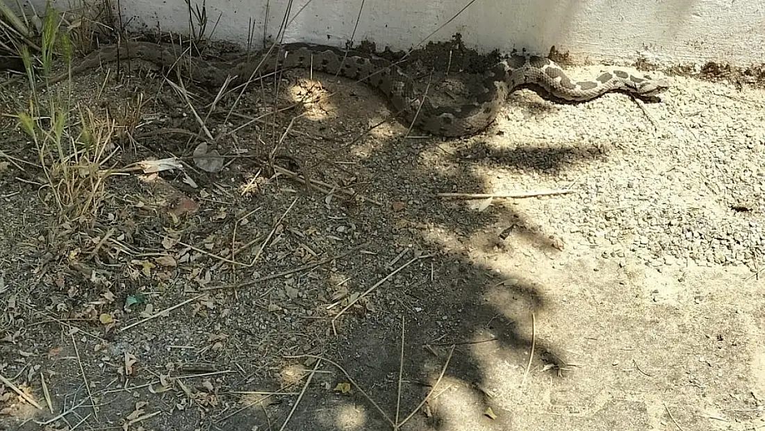 Okul bahçesinde zehirli engerek yakalandı