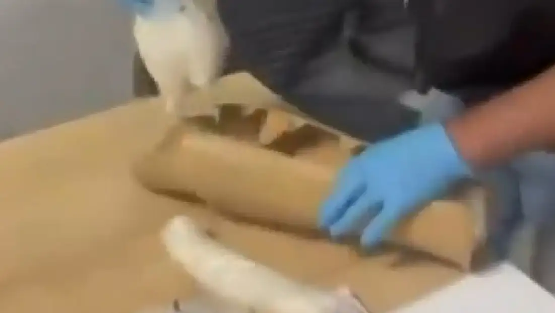 Polis aramasında şoke eden görüntü! Uyuşturucuyu böyle gizlemiş