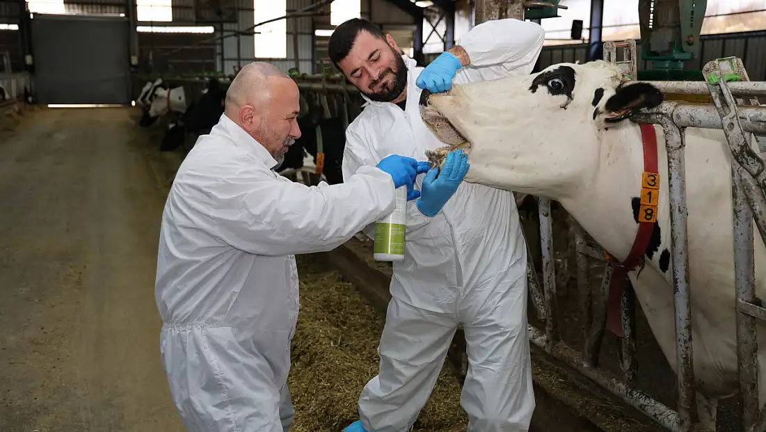 Şap hastalığına karşı yerli çözüm: Hayvanları hızla iyileştiriyor