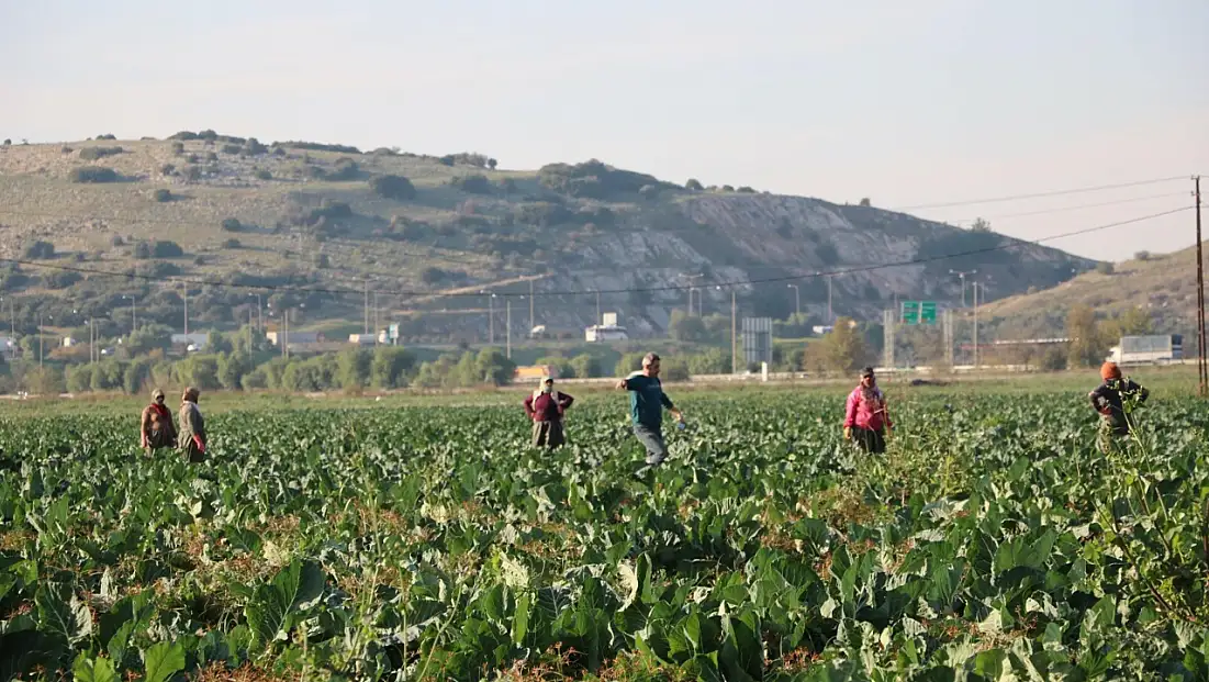 Üreticiyi 'bolluk' vurdu: Fiyatlar düştü, hasat takvimi şaştı