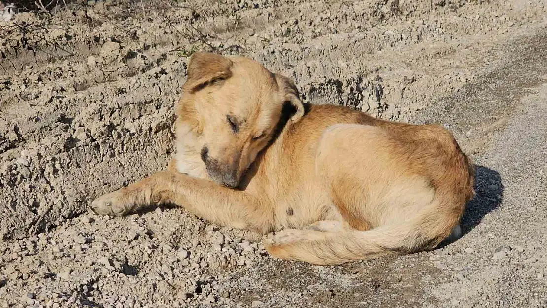 10 köpeği uyuşturarak araziye attılar