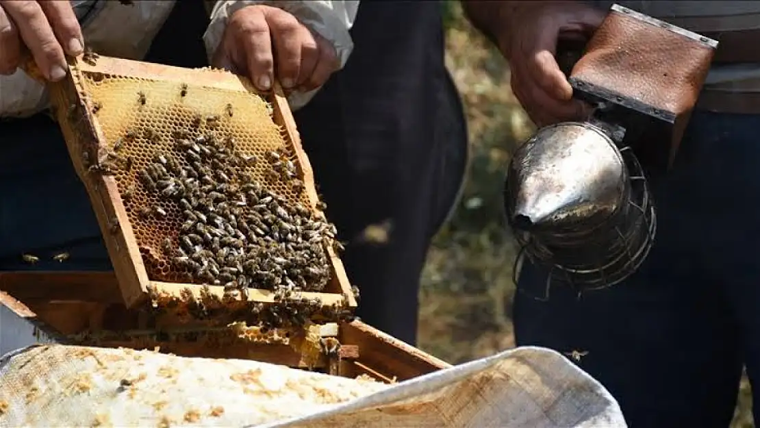 250 ton bal üretimi bekleniyor