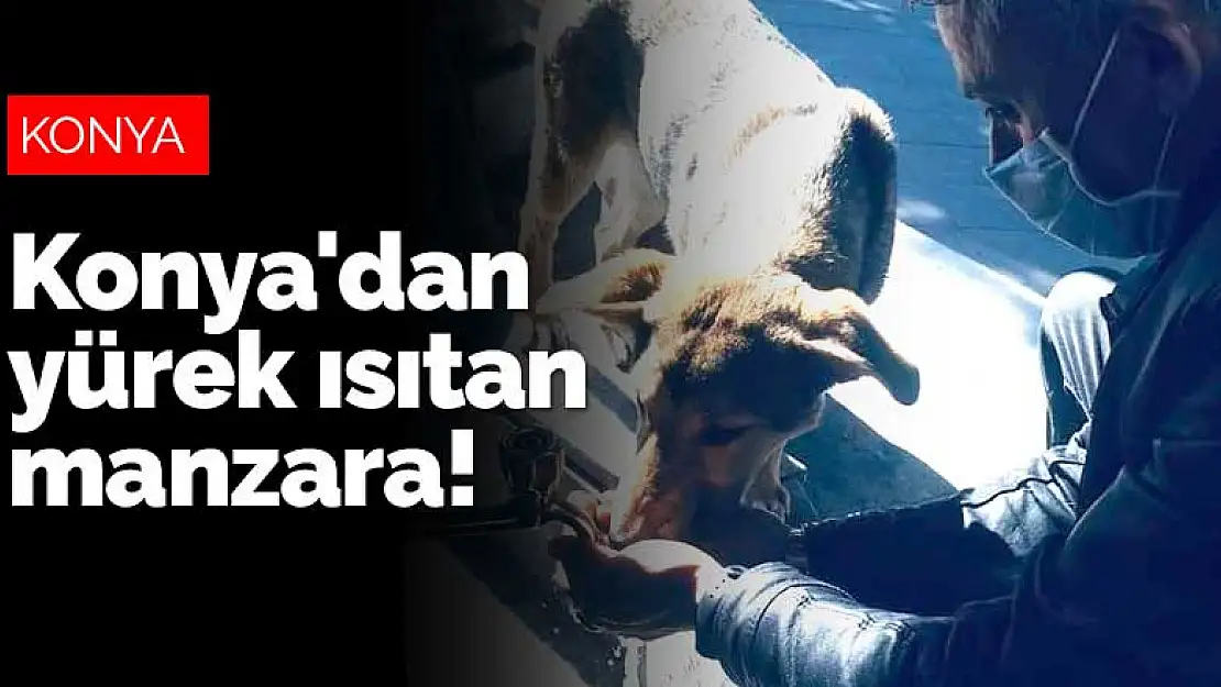 Konya'da şadırvanının etrafında dolaşan köpeğin sesini belediye işçisi duydu