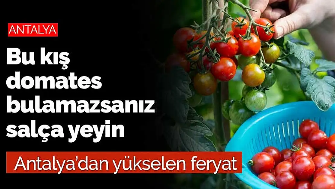 Antalya Gazipaşa'dan yükselen feryat! Domates bulamazsanız salça yiyin