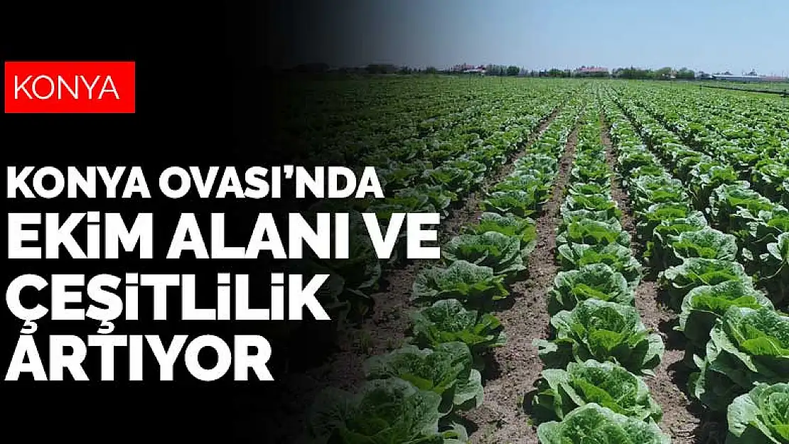 Konya Ovası artık sadece tahıl ambarı değil! Ekim alanı ve çeşitlilik artıyor