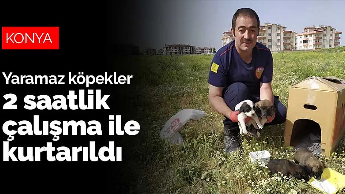 Konya'da yaramaz köpekler 2 saatlik çalışma ile kurtarıldı