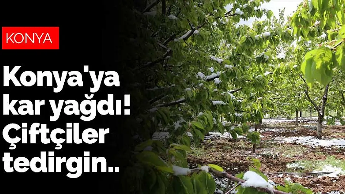 Konya'ya kar yağdı! Kiraz üreticileri tedirgin