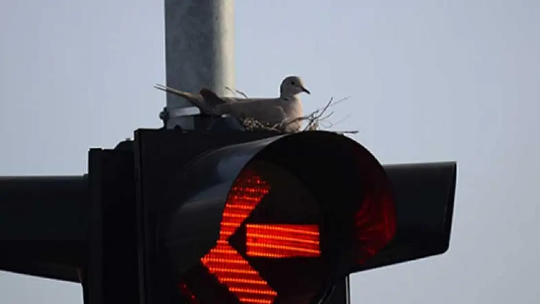 Konya'da trafik ışığını sahiplenen kumru ilgi çekti