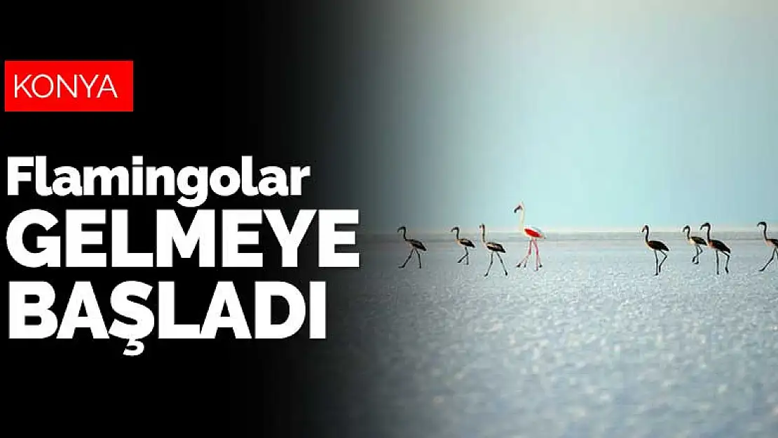 Tuz Gölü'nün misafirleri flamingolar gelmeye başladı