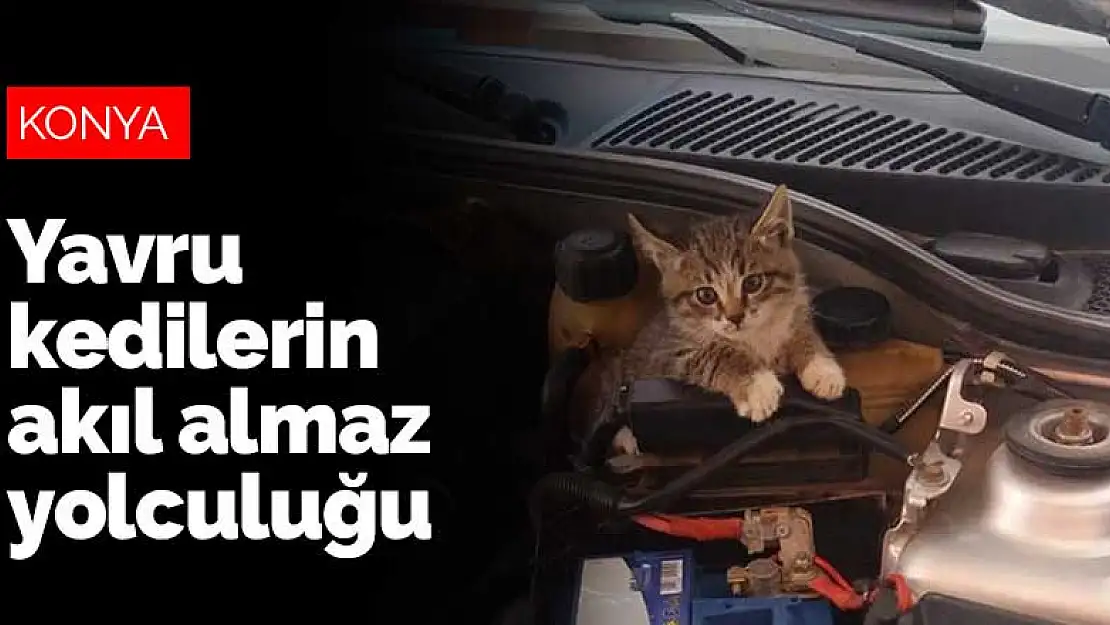 Konya'da 3 yavru kedinin akıl almaz yolculuğu