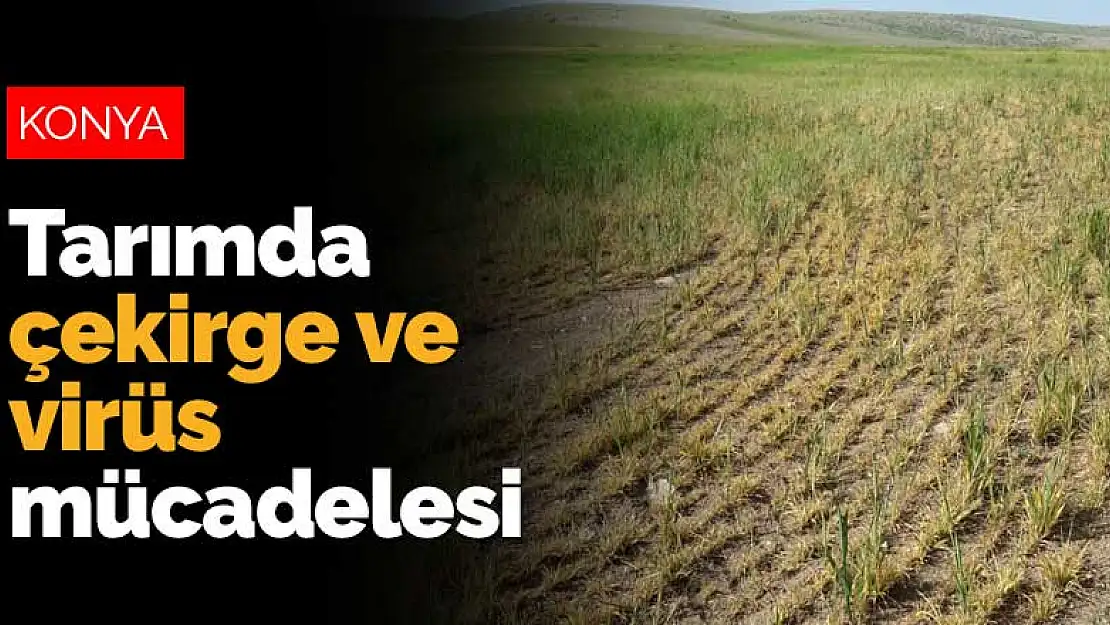 Konya tarımında çekirge ve virüs mücadelesi