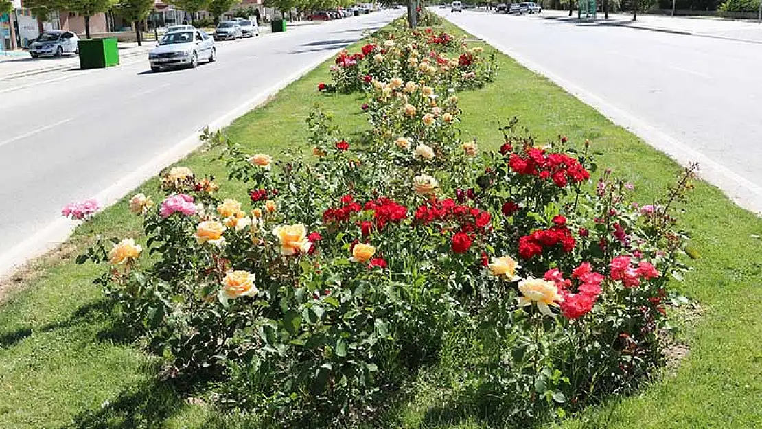 Beyşehir rengarenk çiçek açtı