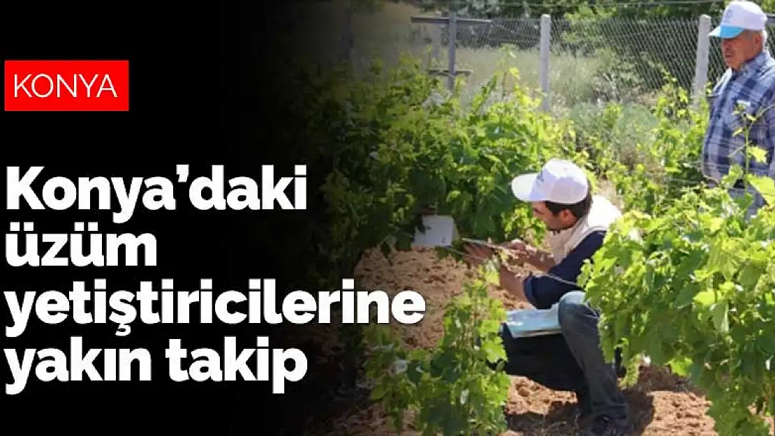 Konya'daki üzüm yetiştiricilerine yakın takip