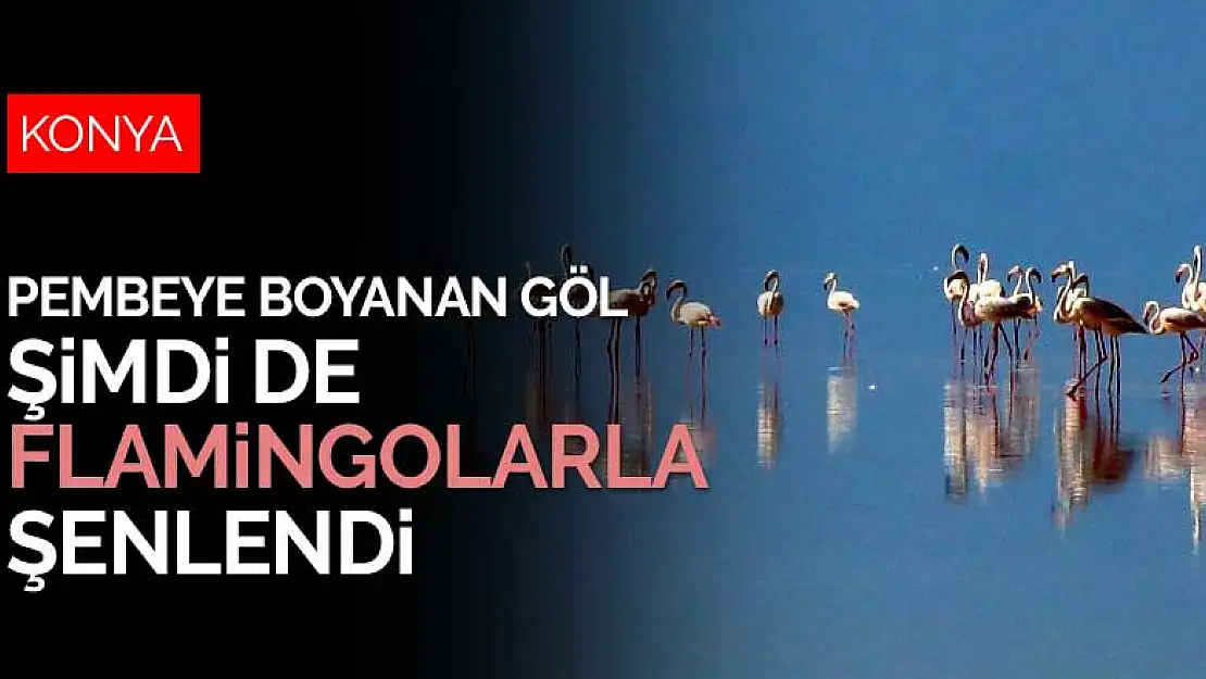 Tuz Gölü'nde binlerce flamingo kuluçkadan çıktı