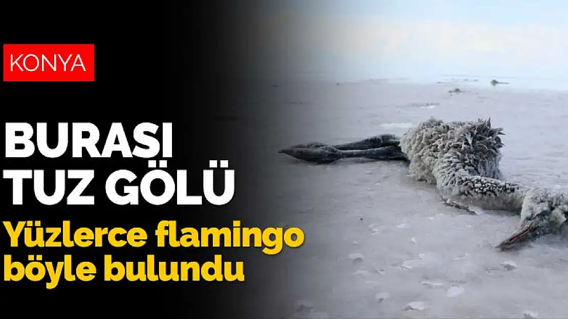 Konya, Ankara ve Aksaray'ın incisi Tuz Gölü'nde yüzlerce flamingo ölü bulundu