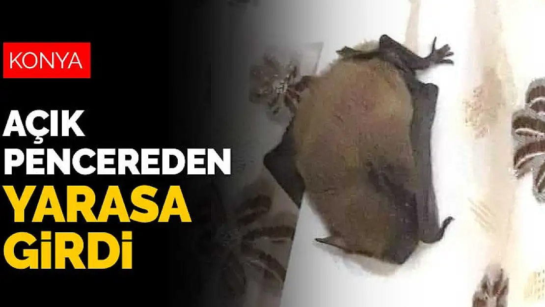 Konya Kulu'da evin açık penceresinden içeriye yarasa girdi