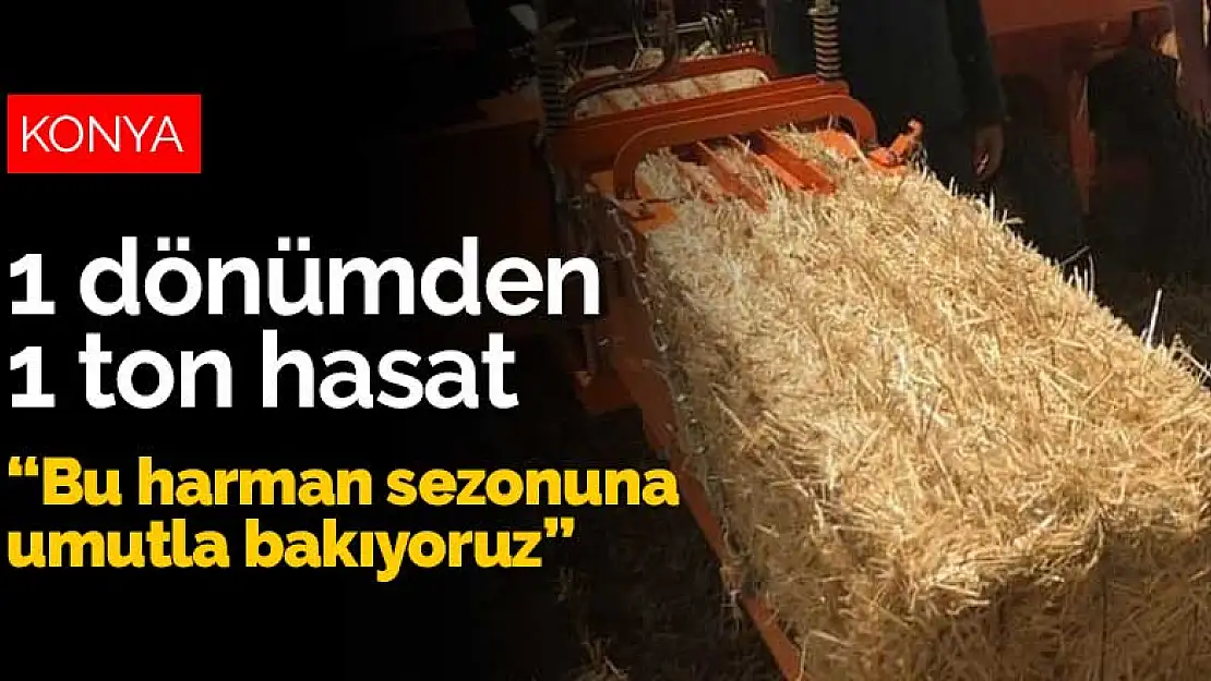 1 dönümden 1 ton hasat alan Konyalı çiftçi 2020 için umutlu