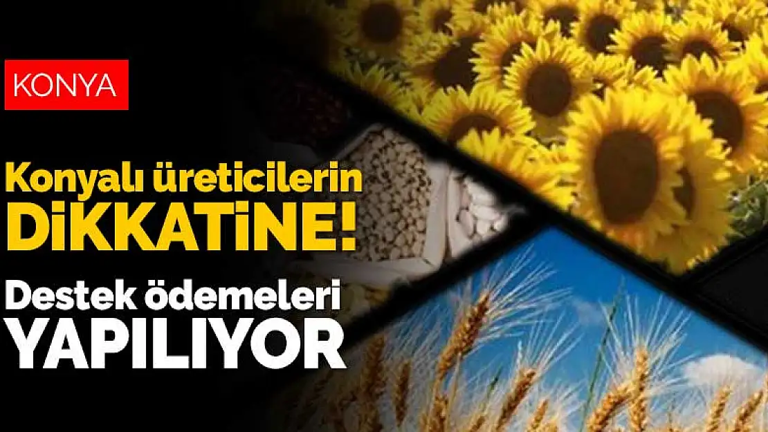 Konyalı üreticilerin dikkatine! Yağlı tohumlu bitkiler destek ödemeleri hesaplara yatırılıyor