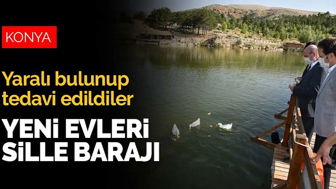 Konya'da yaralı bulunup tedavi edilen göçmen kuşların yeni evi Sille Barajı