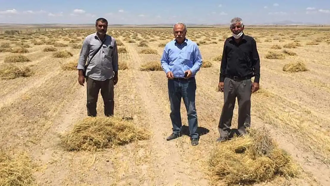 Konya Kulu'da mercimek hasadı başladı