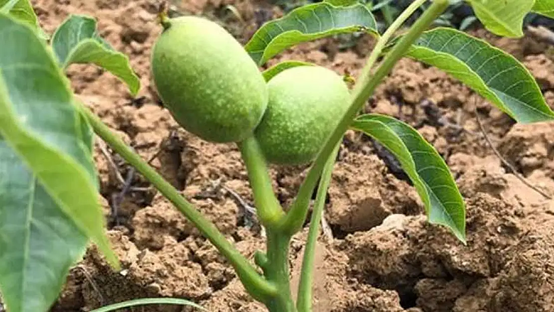 Konya Beyşehir'de 10 bin ceviz fidanı toprakla buluşacak