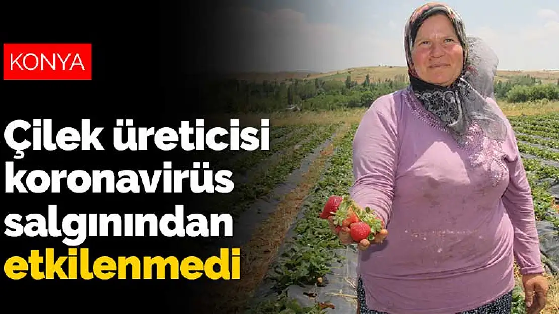 Konyalı çilek üreticisi koronavirüs salgınından etkilenmedi