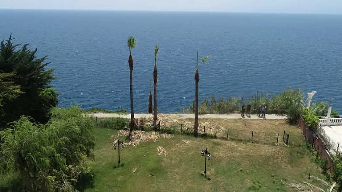 Antalya'da manzarayı kapatıyor diye turizmin simgesi palmiyeyi kestiler