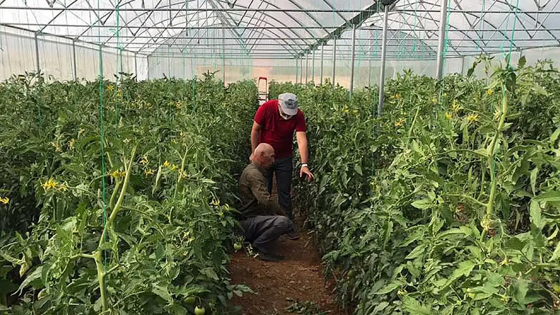 Konya'nın Hüyük ilçesinde kurulan seralarda üretim başladı