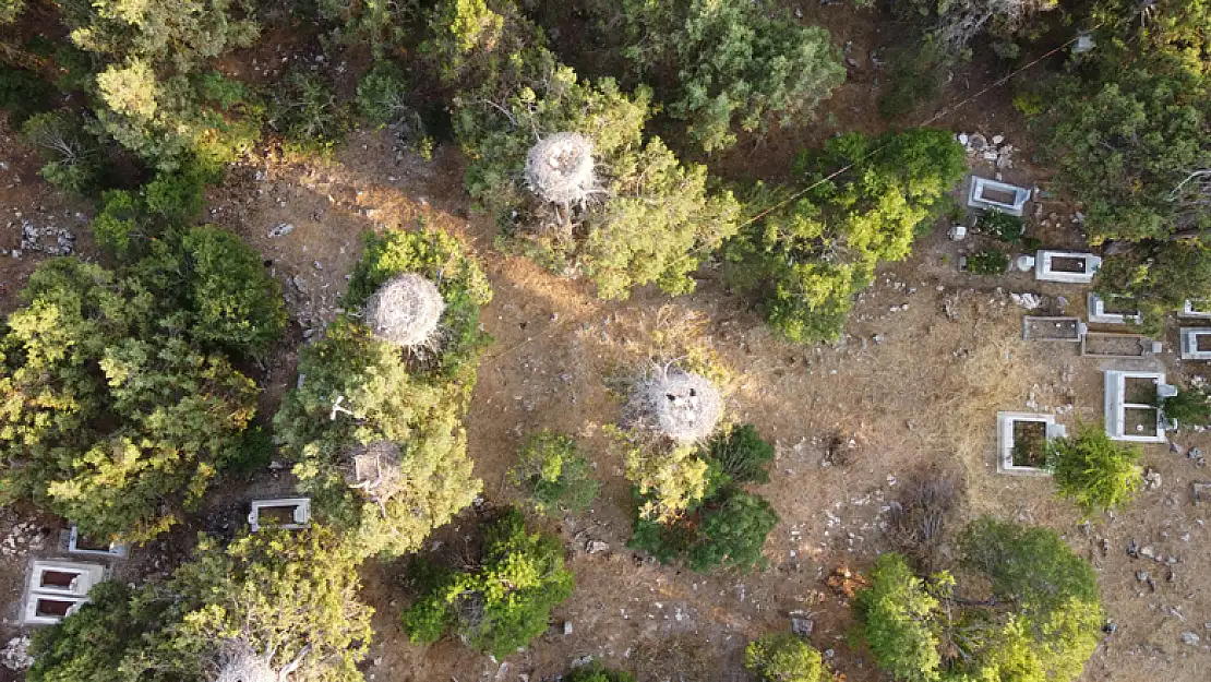 Konya Beyşehir'de leylek mekanları sessizliğe büründü