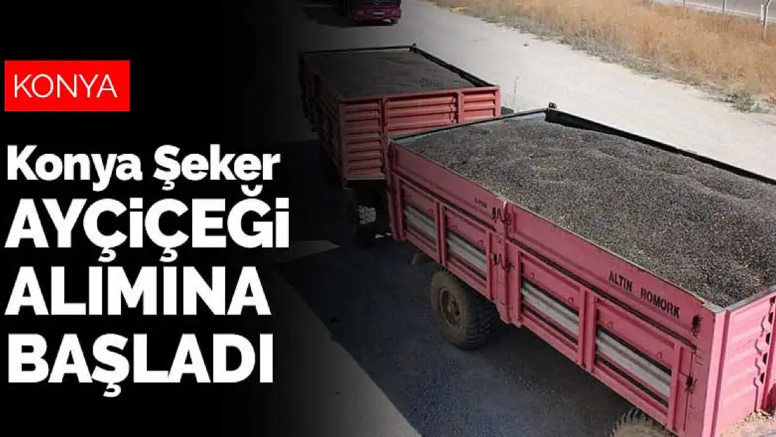 Konya Şeker ayçiçeği alımına başladı