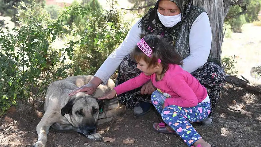 Konya'da 4 binden fazla sokak köpeği gönüllü olarak sahiplenildi