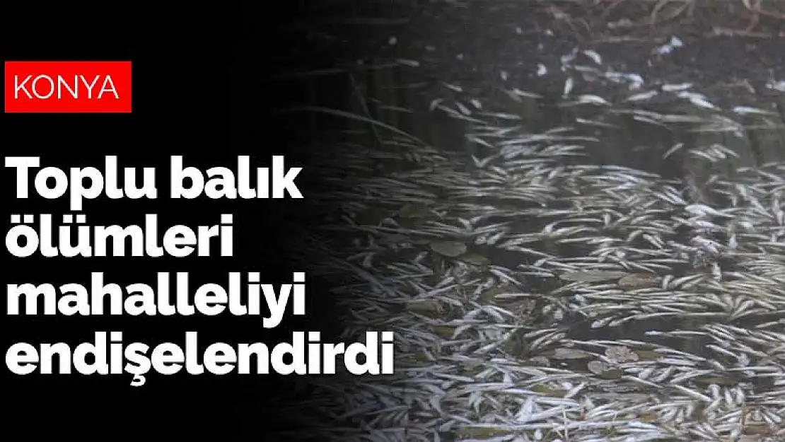 Beyşehir Gölü'ne dökülen çaydaki toplu balık ölümleri mahalleliyi endişelendirdi