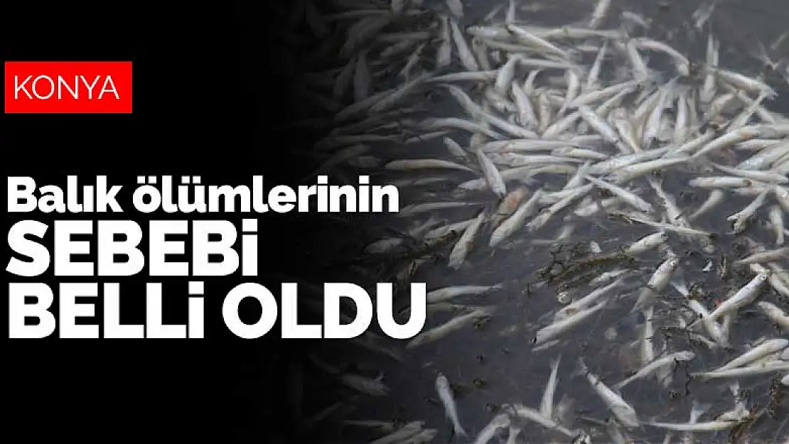 Konya'da mahalleliyi tedirgin eden balık ölümlerinin sebebi belli oldu