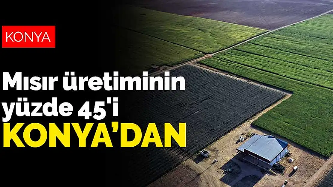 Türkiye'deki mısır üretiminin yüzde 45'ini Konya karşılıyor