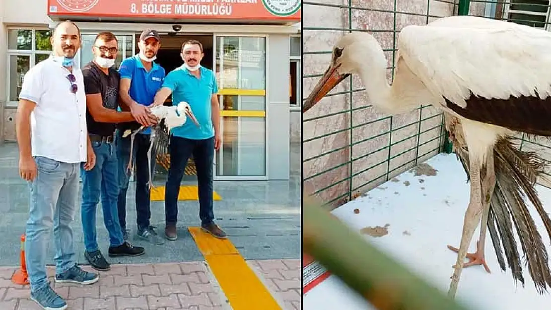 Konya'da yaralı bulunan leylek koruma altına alındı