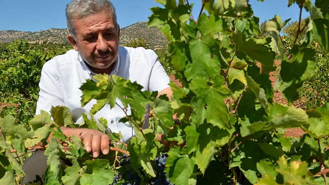 Güneysınır Belediye Başkanı Demir üzüm sergi alanlarını inceledi