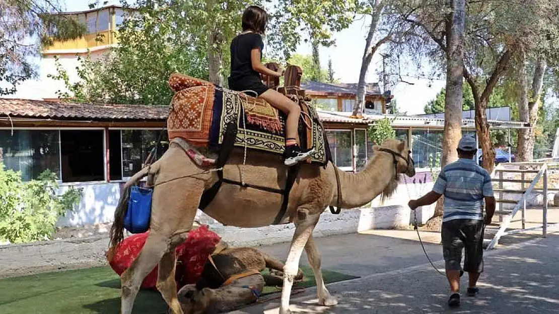 Antalya'da deve ücreti taksinin indi bindi parasından fazla