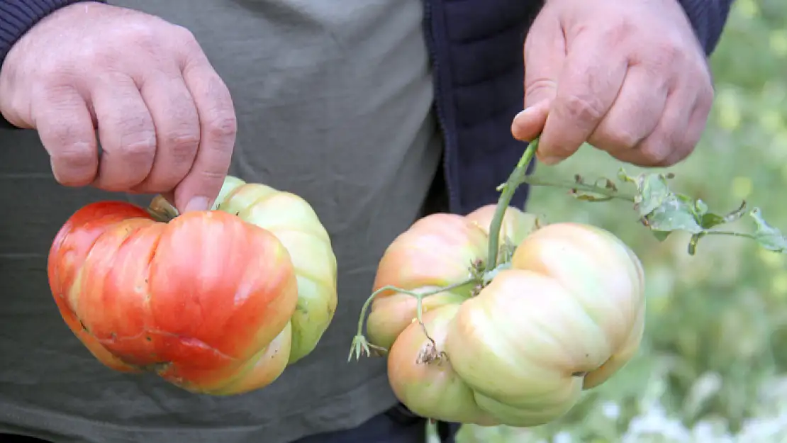 Konya'nın Beyşehir ilçesinde 1 kilograma ulaşan Osmanlı domatesi yetişti