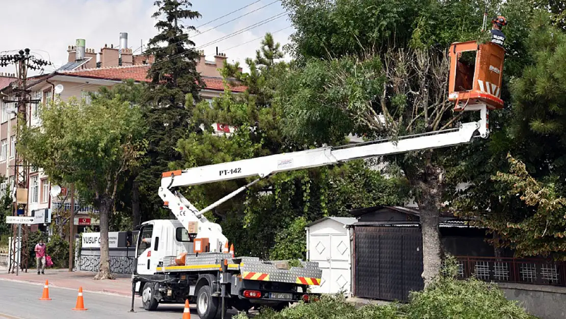 Konya Selçuklu'da ağaç budama çalışmaları sürüyor