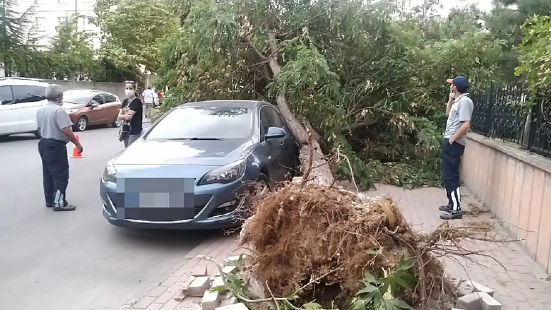 Konya'da şiddetli rüzgâr ağaçları devirdi