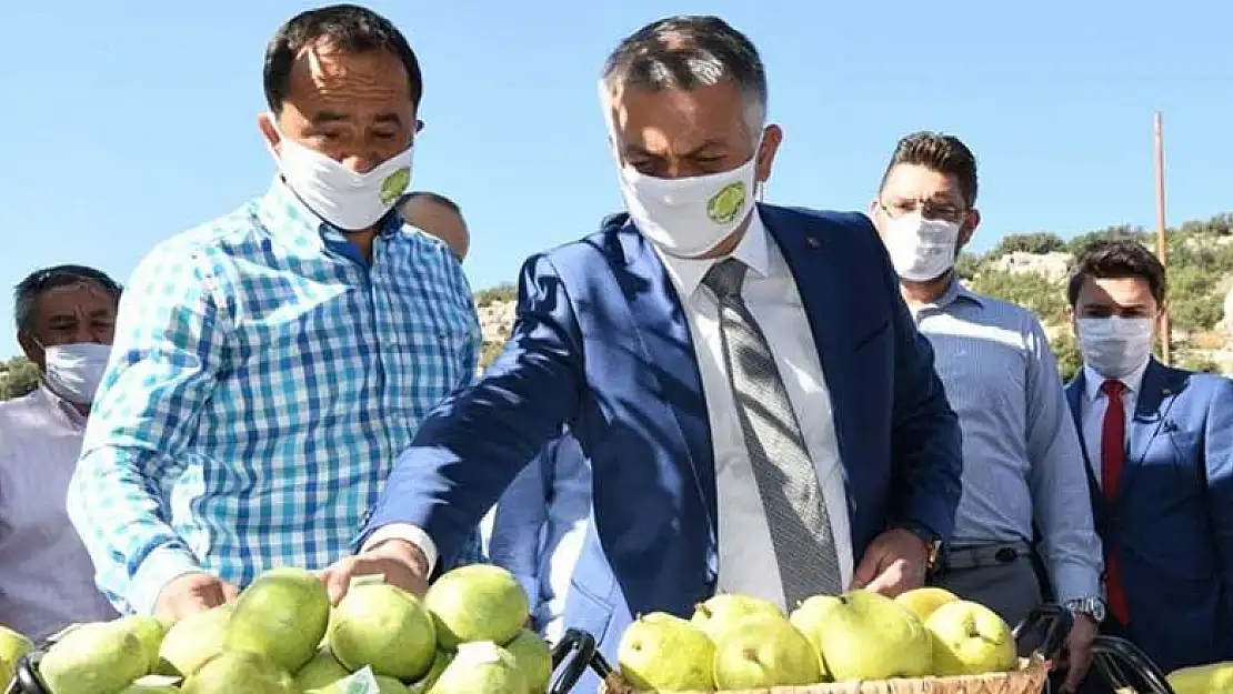 Koronavirüs salgınının yıldızı Antalya'da yeni ürün hasadı başladı! Vali Yazıcı da elleriyle topladı