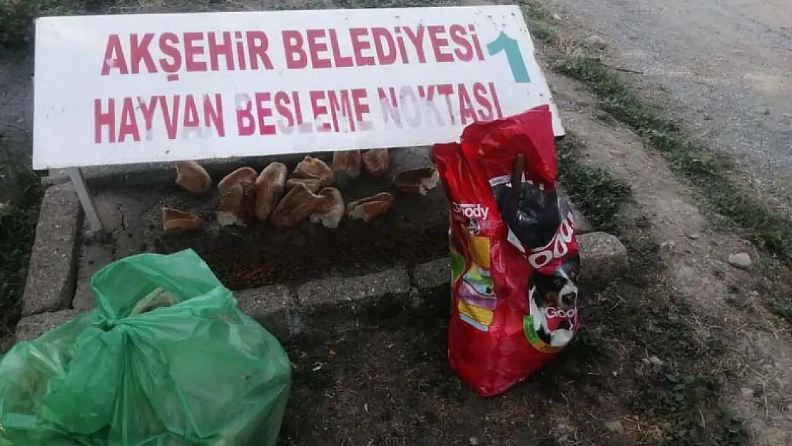 Konya'nın Akşehir ilçesinde sokak hayvanları besleniyor