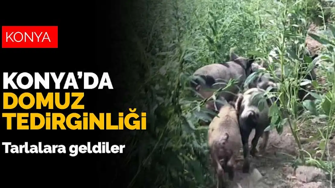 Konya'da domuz tedirginliği! Tarlalara geldiler